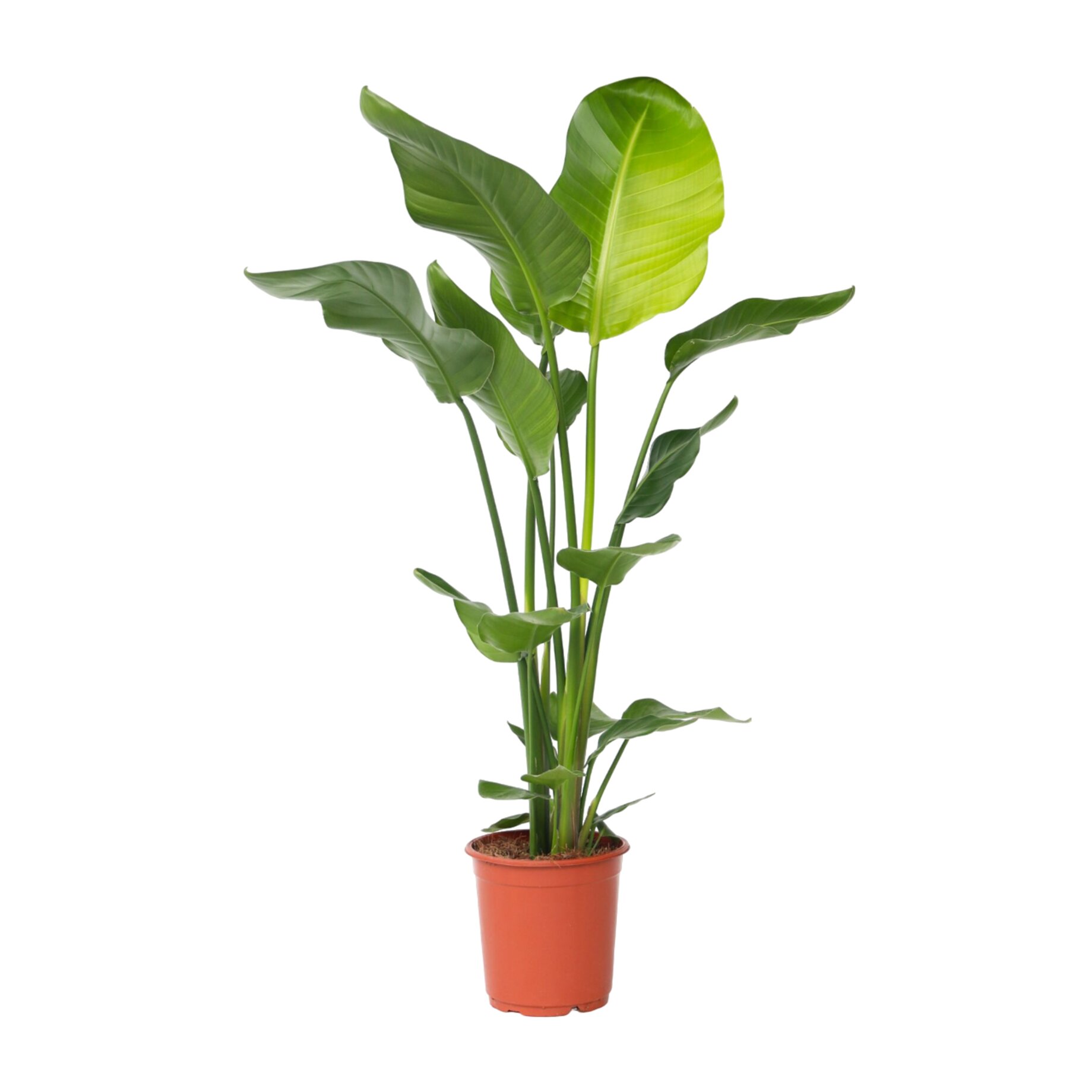 Blatt, Pflanze, Pflanze im Topf, Blume