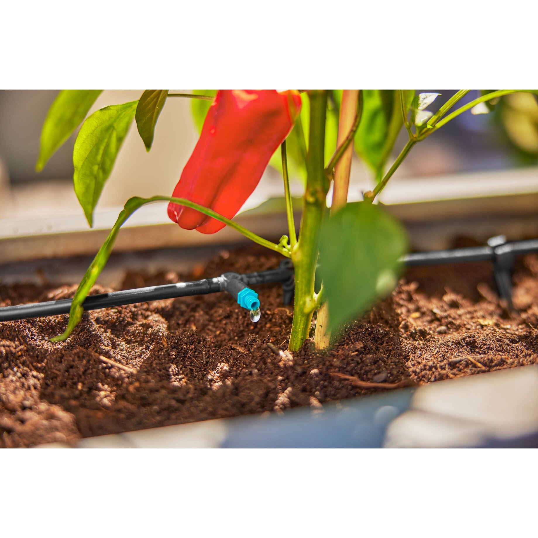 Garten, Draußen, Gartenarbeit, Pflanze, Boden