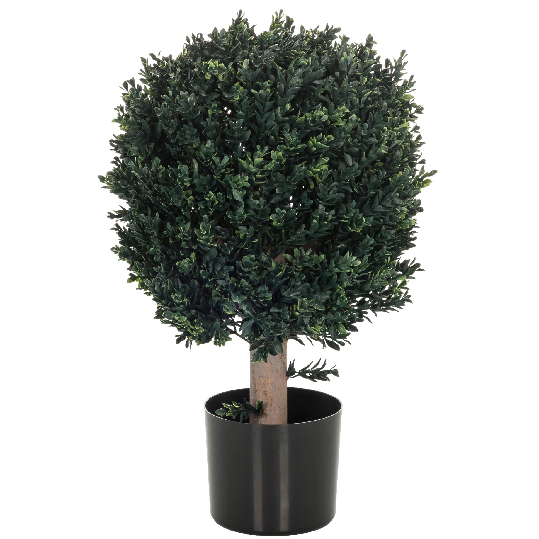 Pflanze, Baum, Konifer, Topfpflanze, Eibe