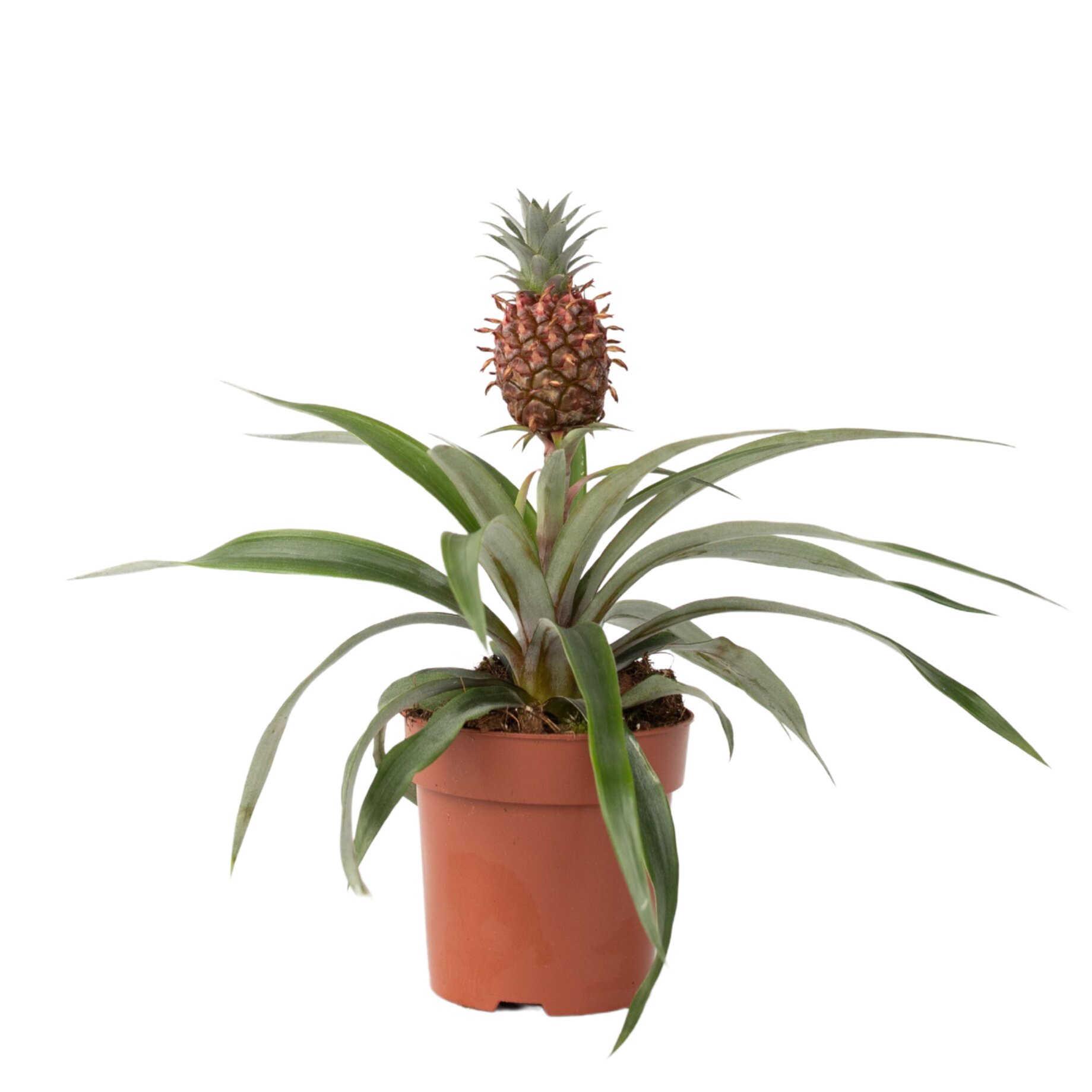 Essen, Obst, Pflanze, Produzieren, Ananas