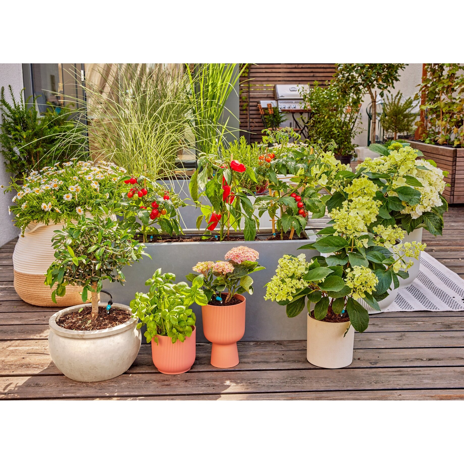 Pflanze, Pflanze im Topf, Innenarchitektur, Pflanzgefäß, Garten