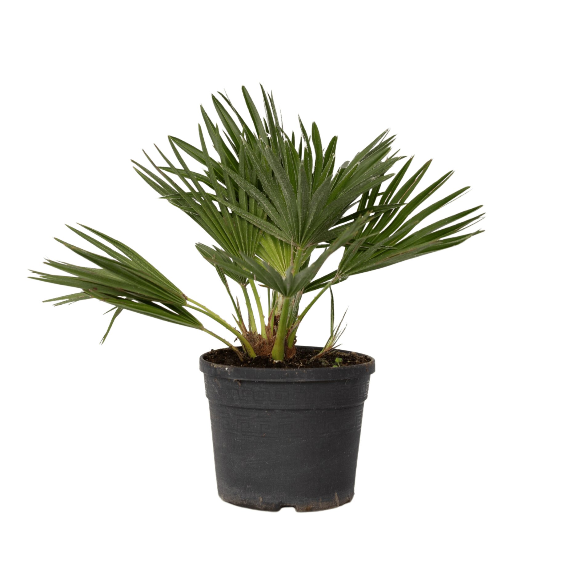 Palme, Pflanze, Baum, Blatt