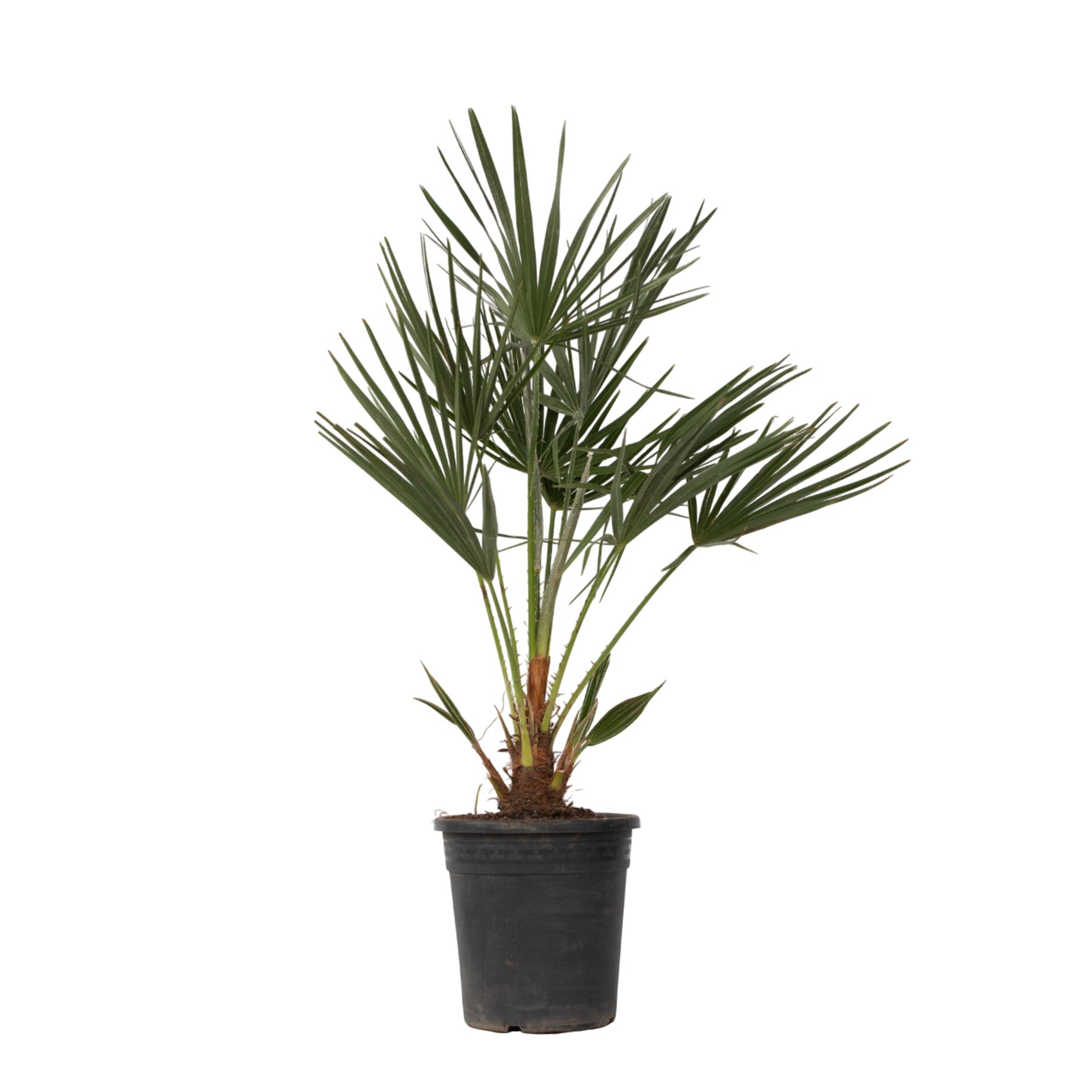 Palme, Pflanze, Baum