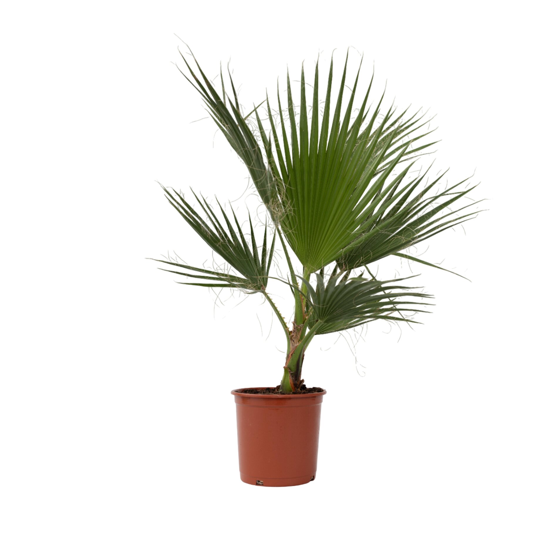 Palme, Pflanze, Baum, Blatt