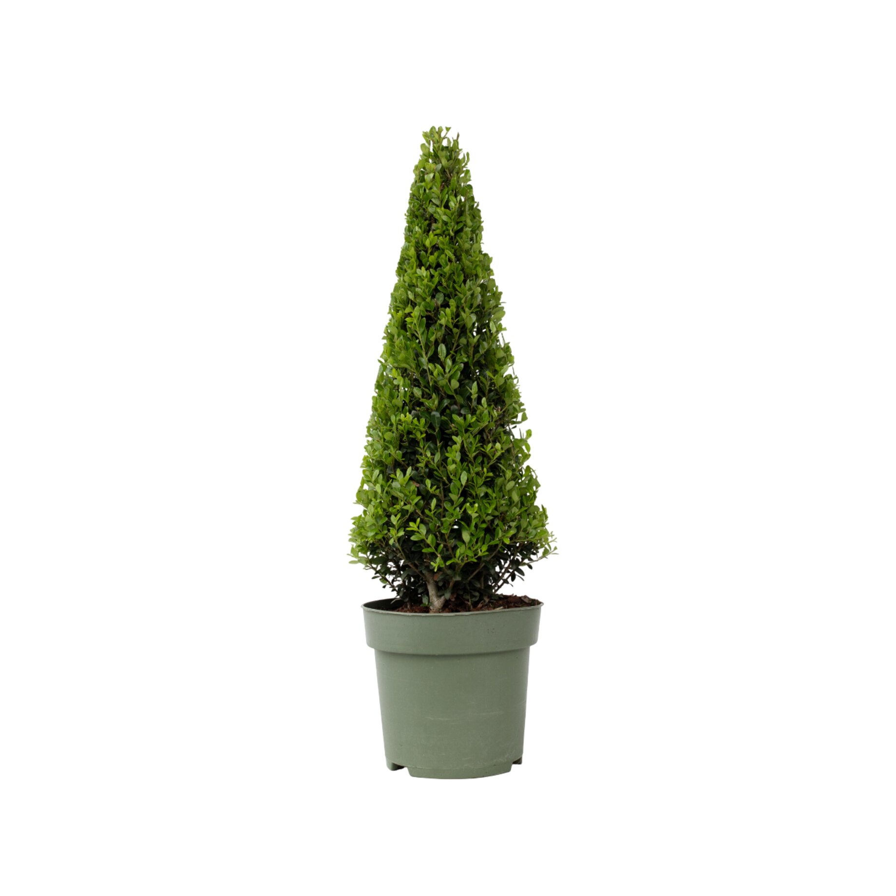 Pflanze, Baum, Topfpflanze, Konifer, Tanne