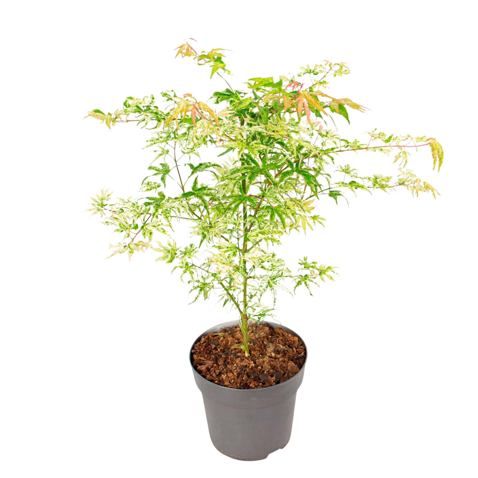 Pflanze, Baum, Blatt, Topfpflanze, Ahorn