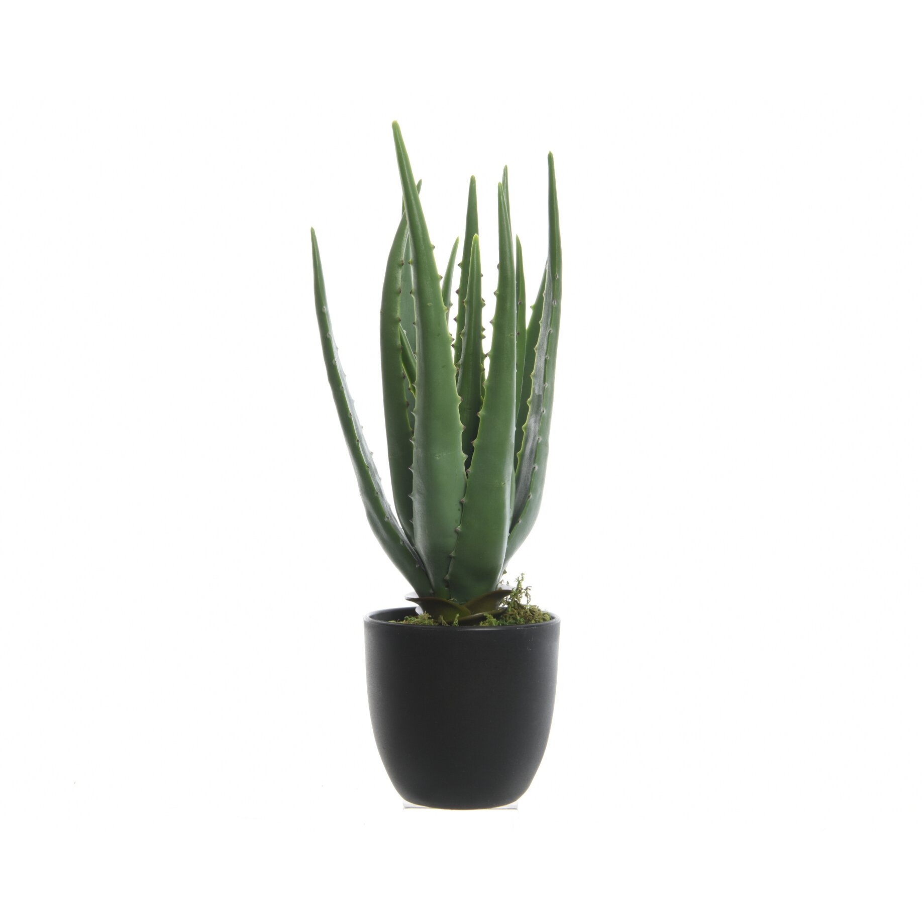 Pflanze, Aloe
