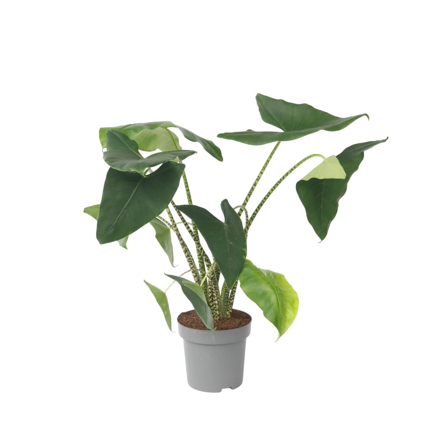 Blatt, Pflanze, Blume, Topfpflanze