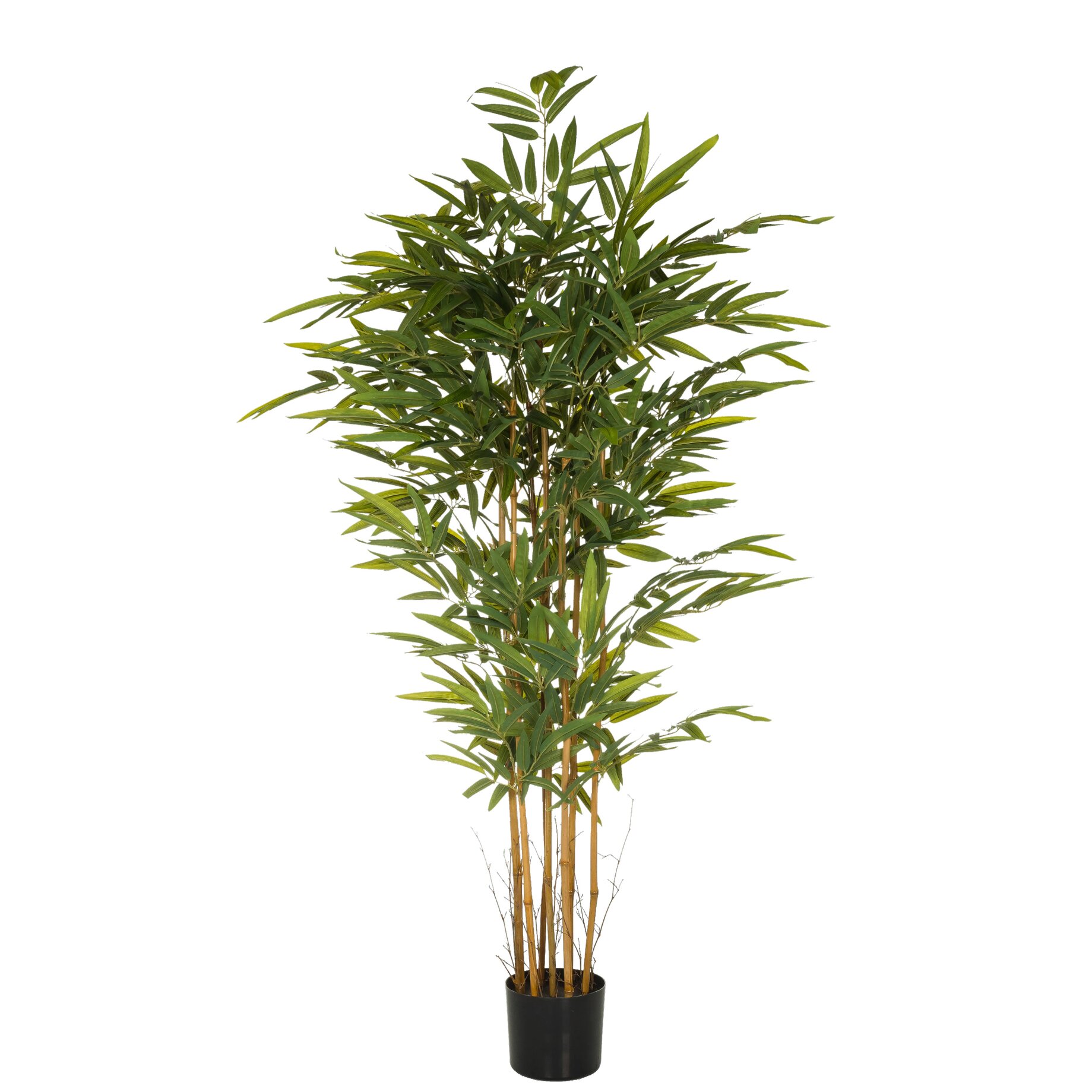 Palme, Pflanze, Baum