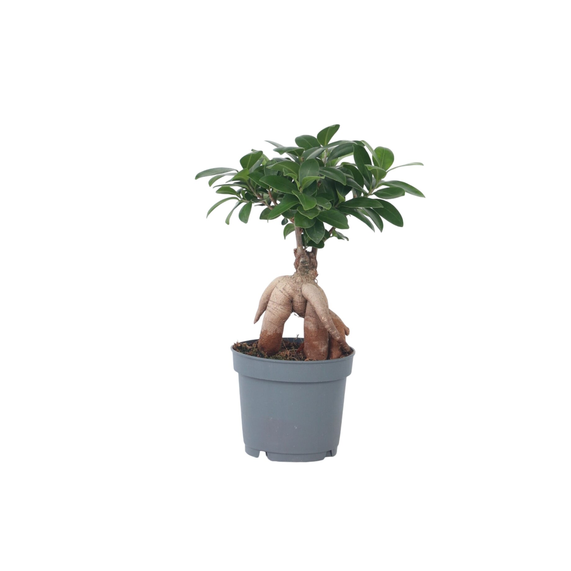 Pflanze, Pflanze im Topf, Baum, Blatt, Bonsai