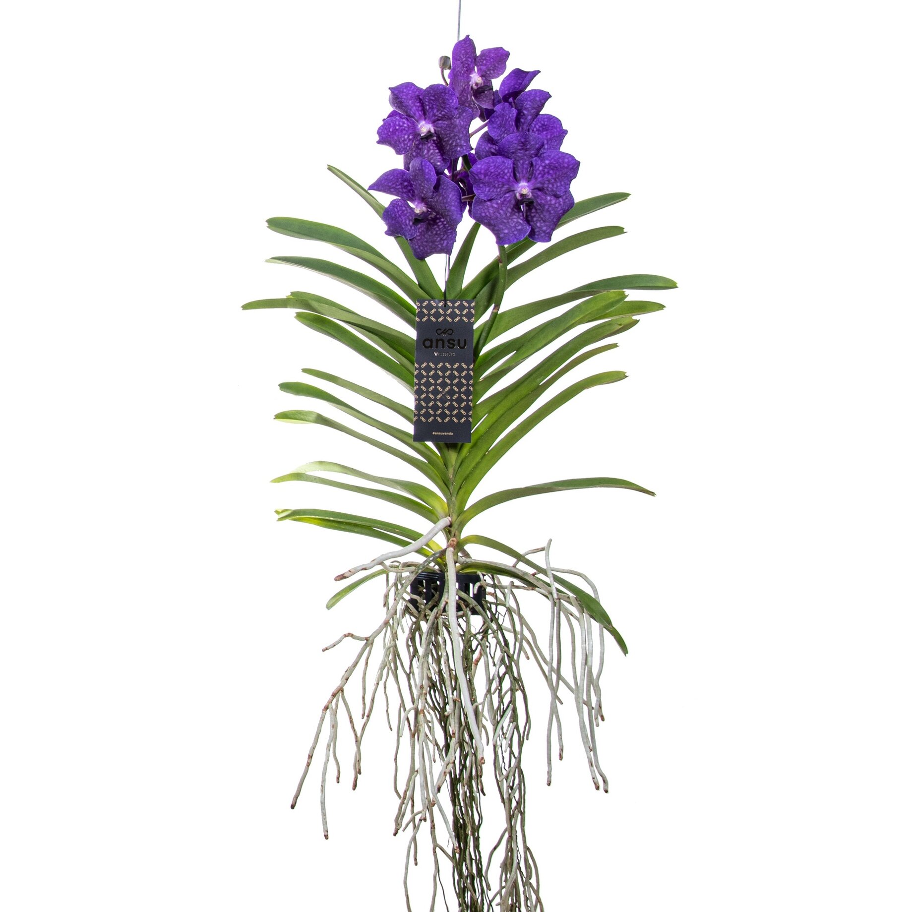Blume, Pflanze, Blumen-Arrangement