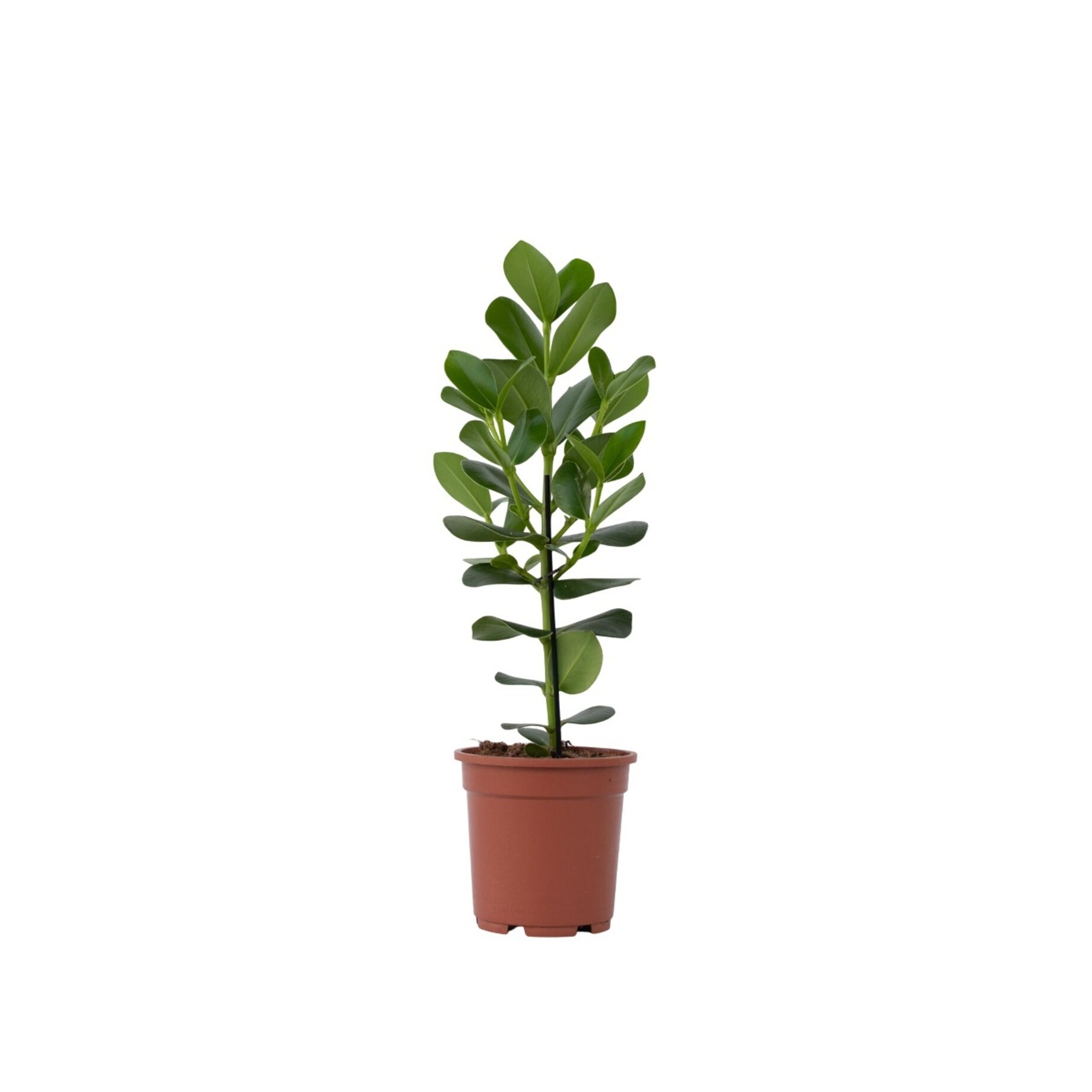 Blatt, Pflanze, Pflanze im Topf, Baum