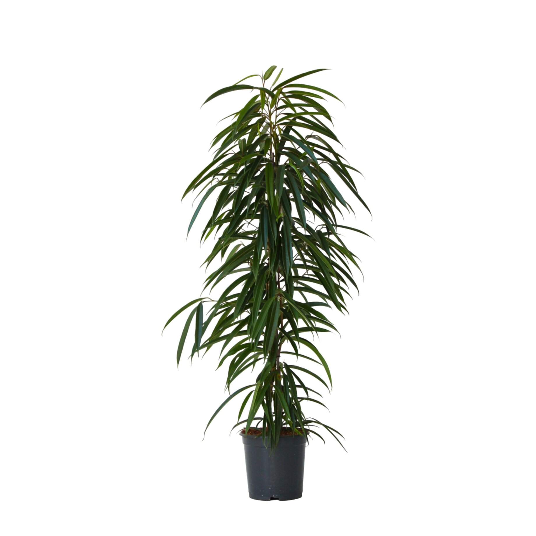 Pflanze, Baum, Palme, Topfpflanze