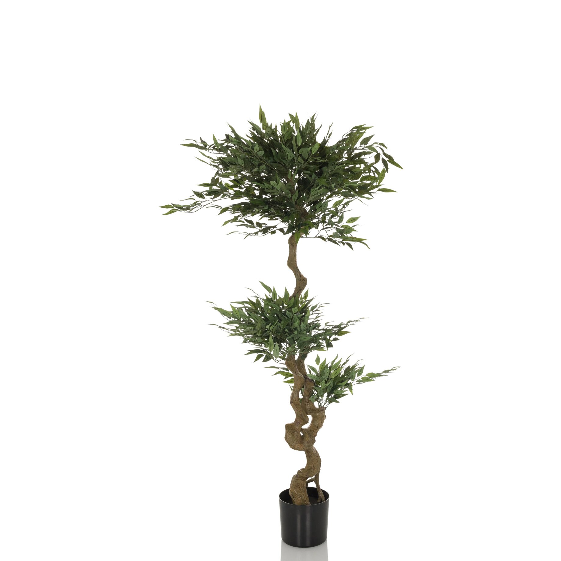 Pflanze, Pflanze im Topf, Baum, Palme