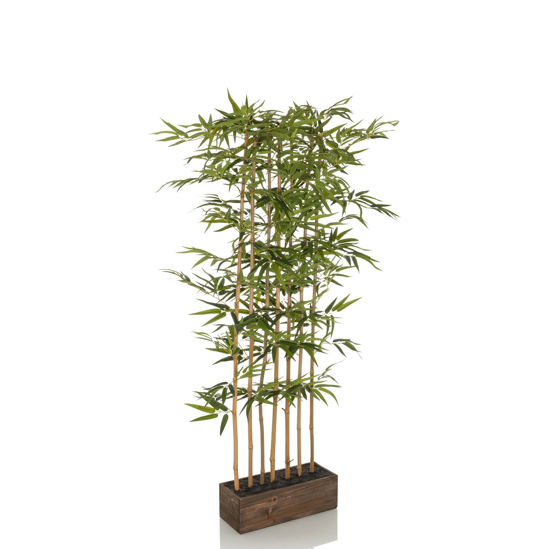Pflanze, Baum, Topfpflanze