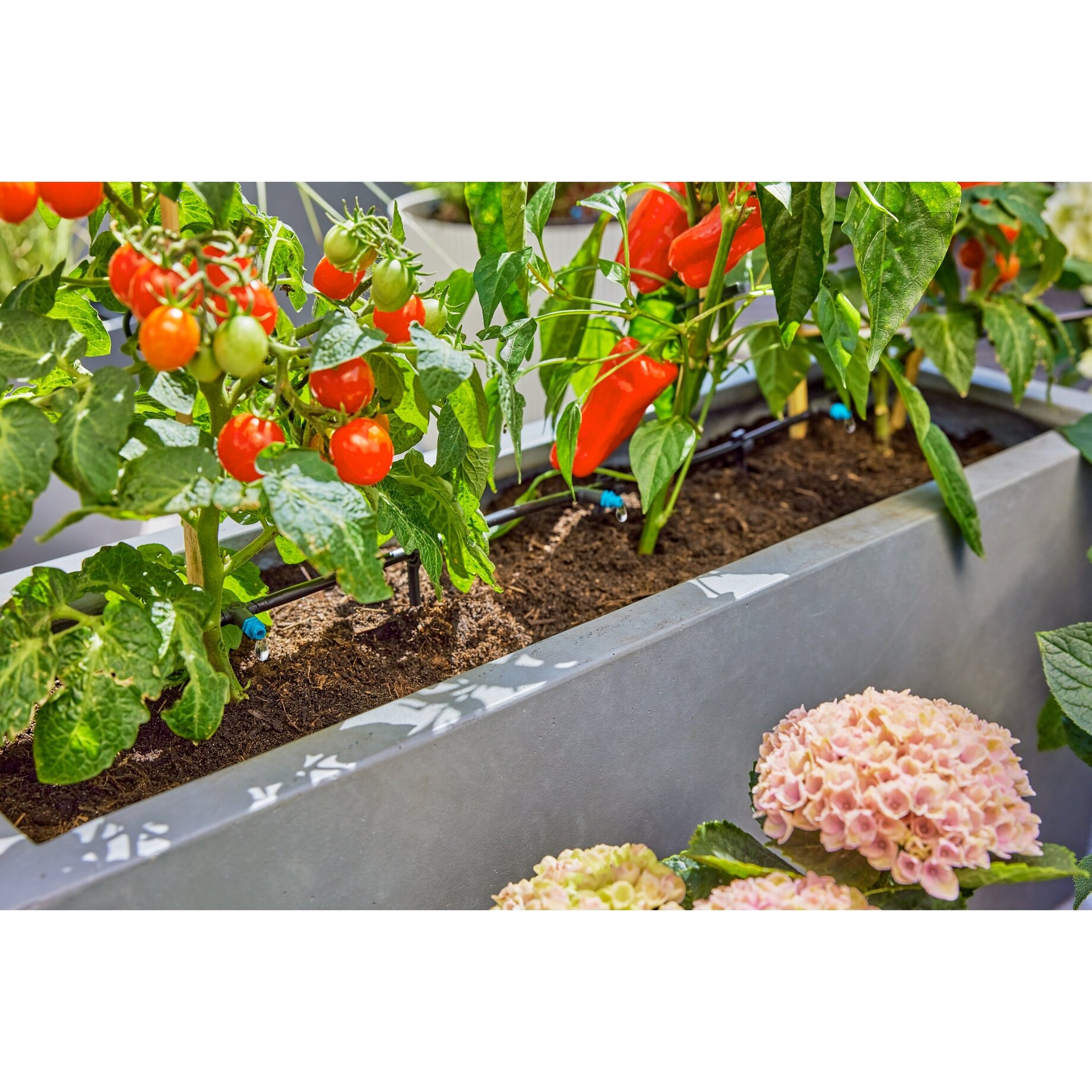 Garten, Topfpflanze, Pflanzgefäß, Innenarchitektur, Gartenarbeit
