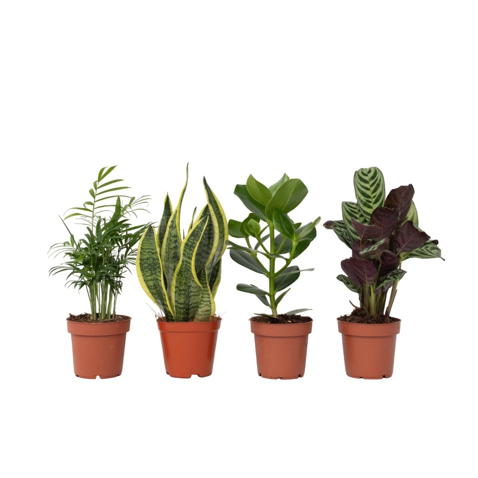 Pflanze, Blatt, Topfpflanze