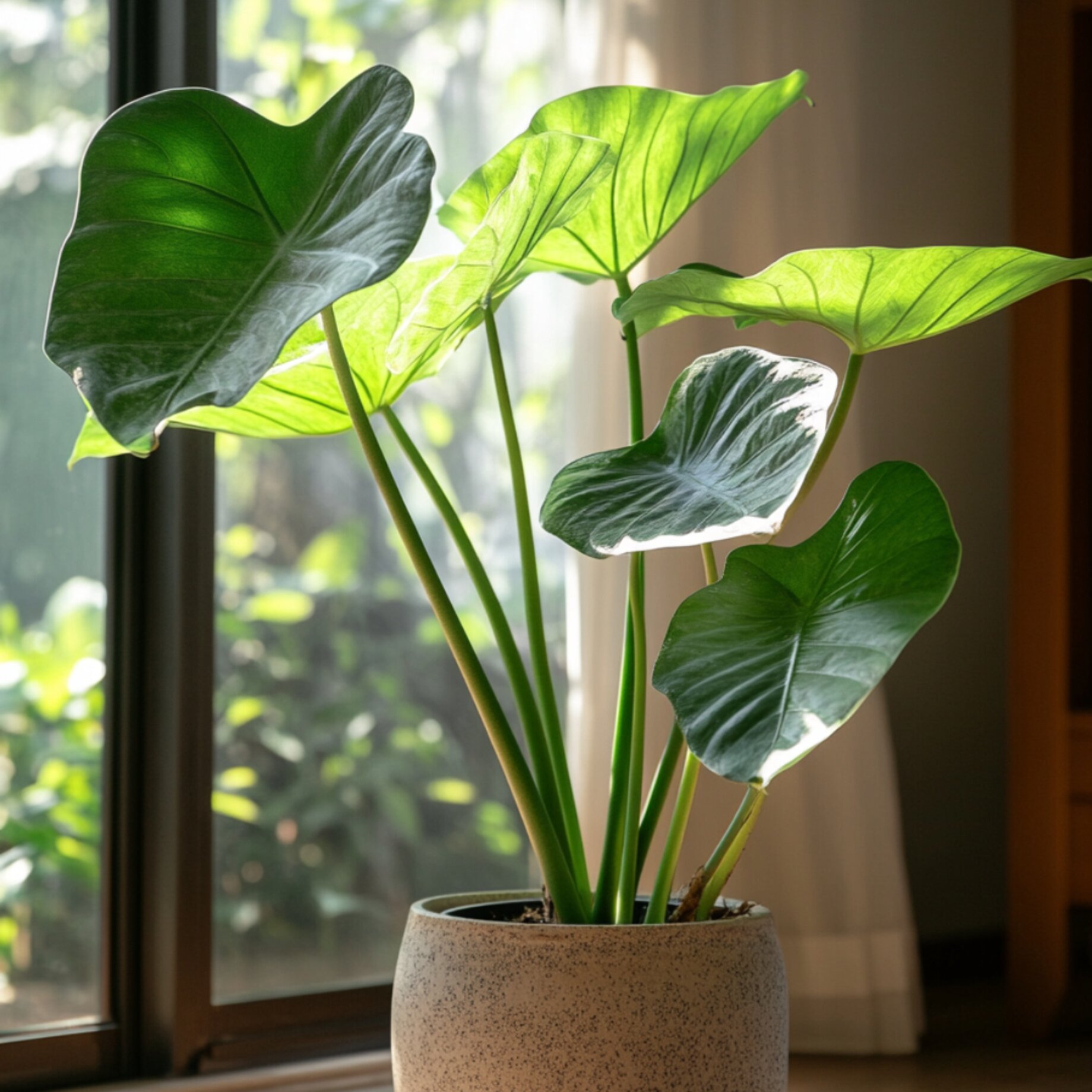 Pflanze, Pflanze im Topf, Blatt, Fenster, Blume