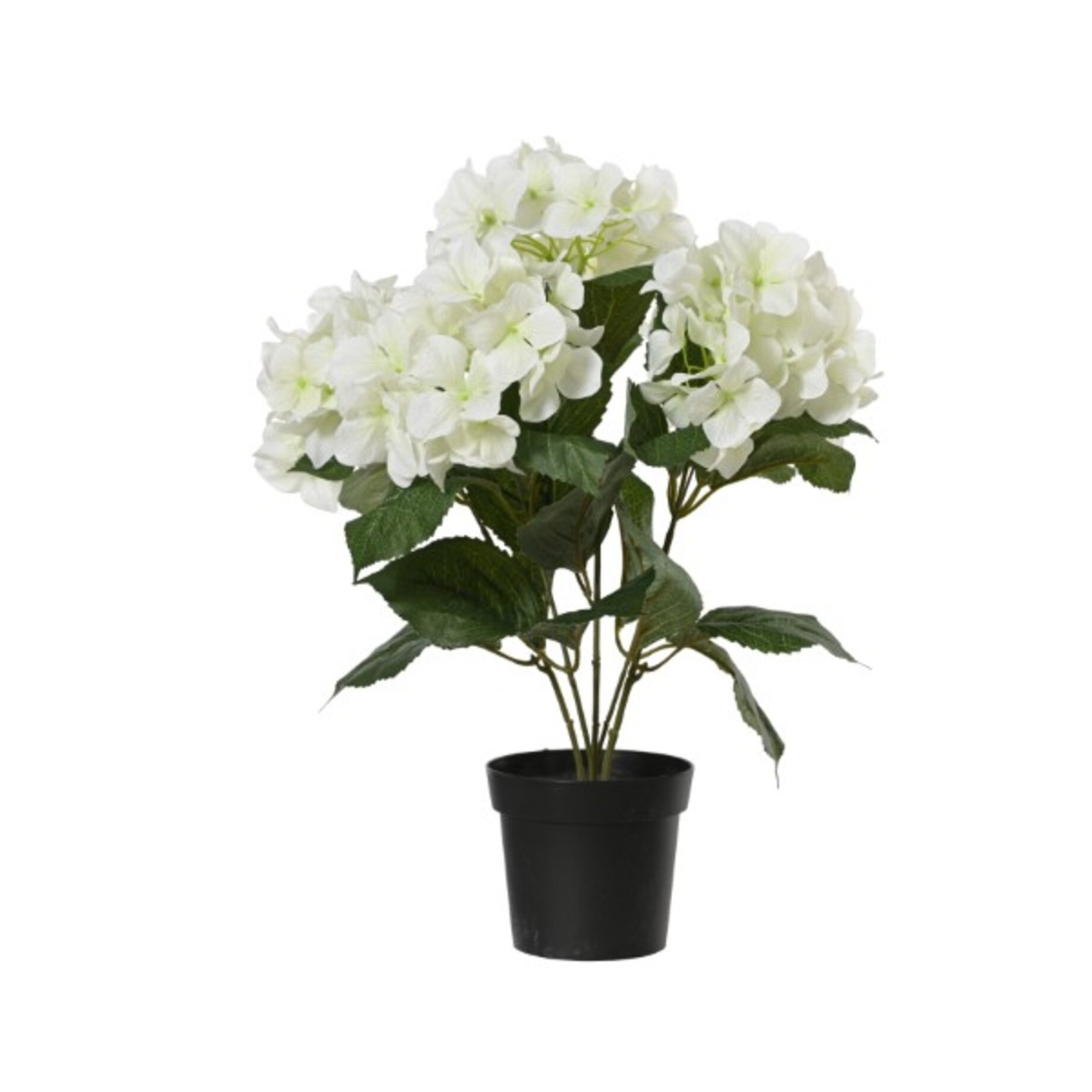 Pflanze, Pflanze im Topf, Blume, Blumen-Arrangement, Blumenstrauß