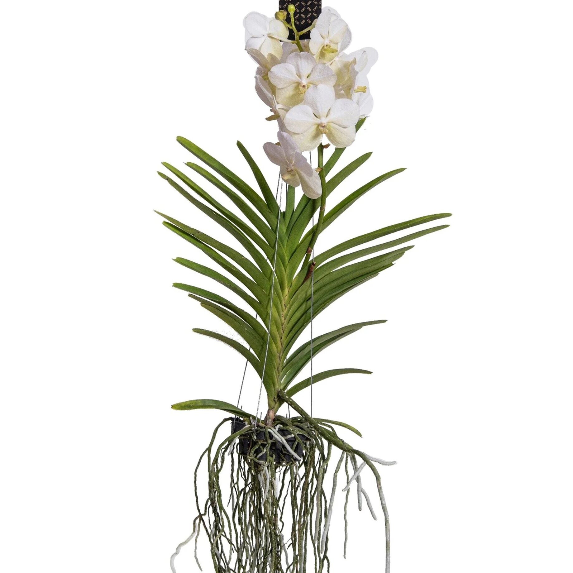 Blume, Pflanze, Blumen-Arrangement