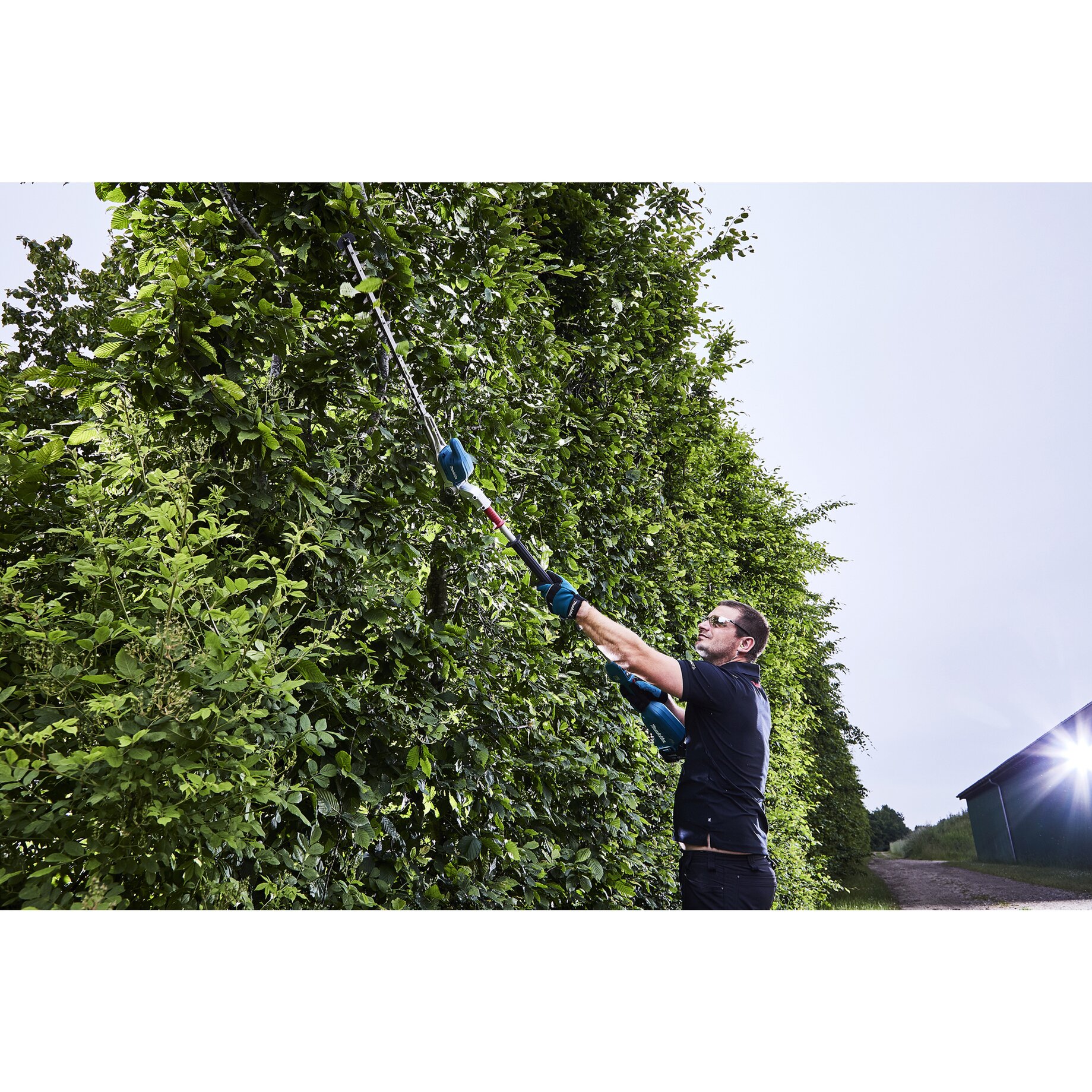 Hecke, Bewuchs, Erwachsener, Mann, Person