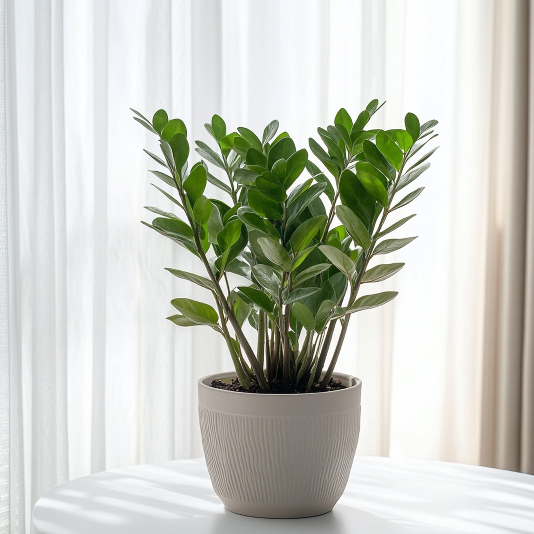 Pflanze, Pflanze im Topf, Blatt, Fenster