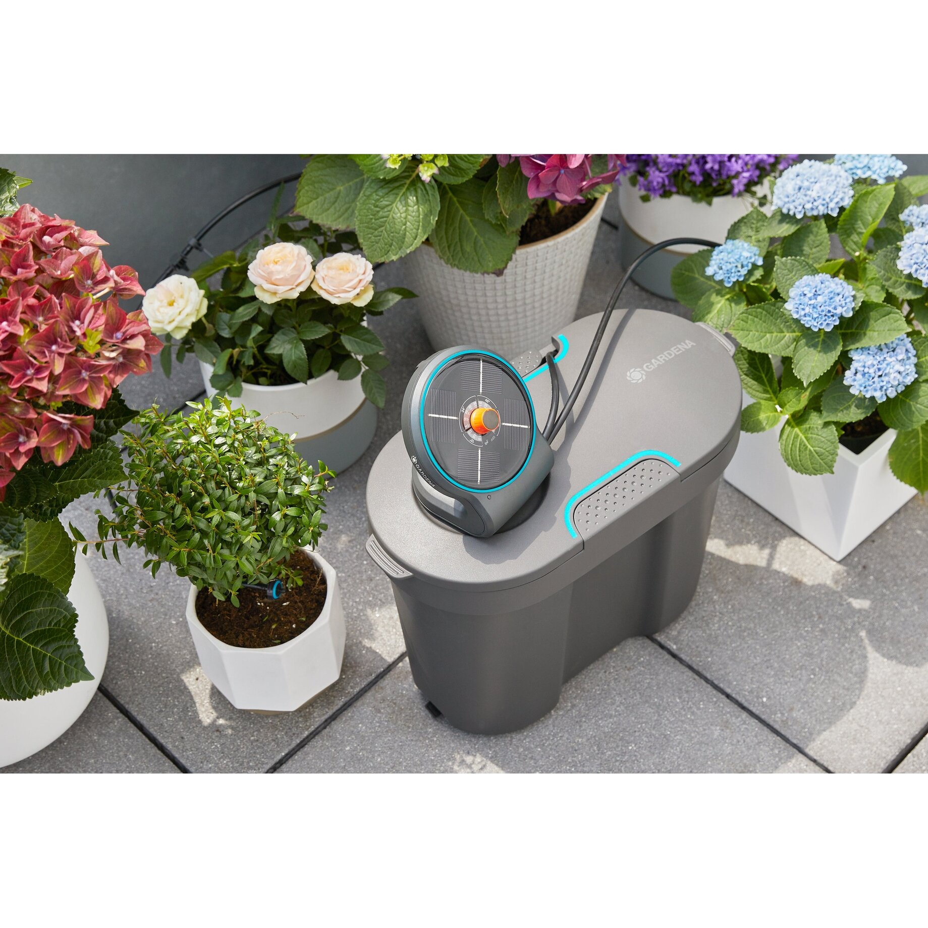 Pflanze, Pflanze im Topf, Innenarchitektur, Garten, Blume