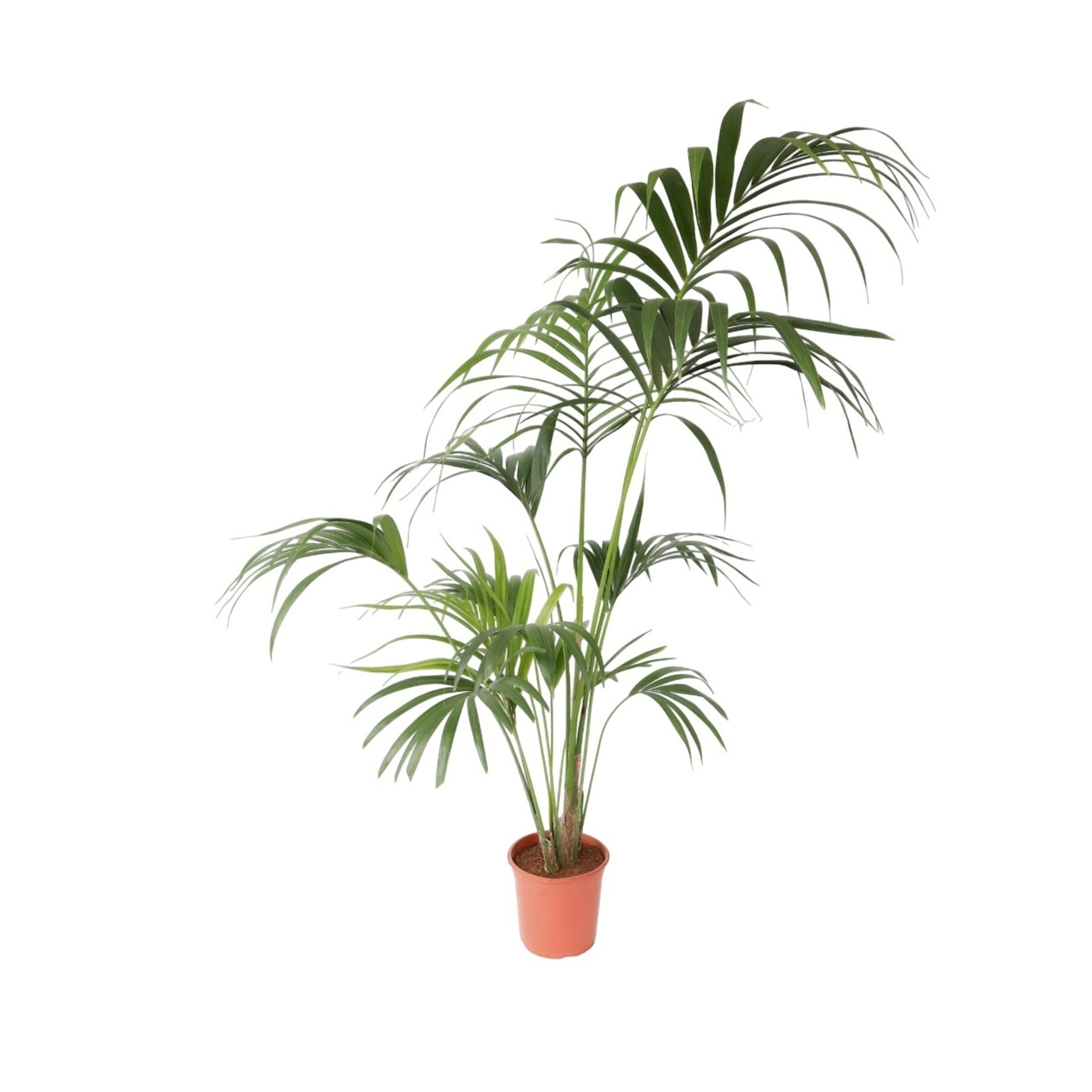 Palme, Pflanze, Baum, Blatt