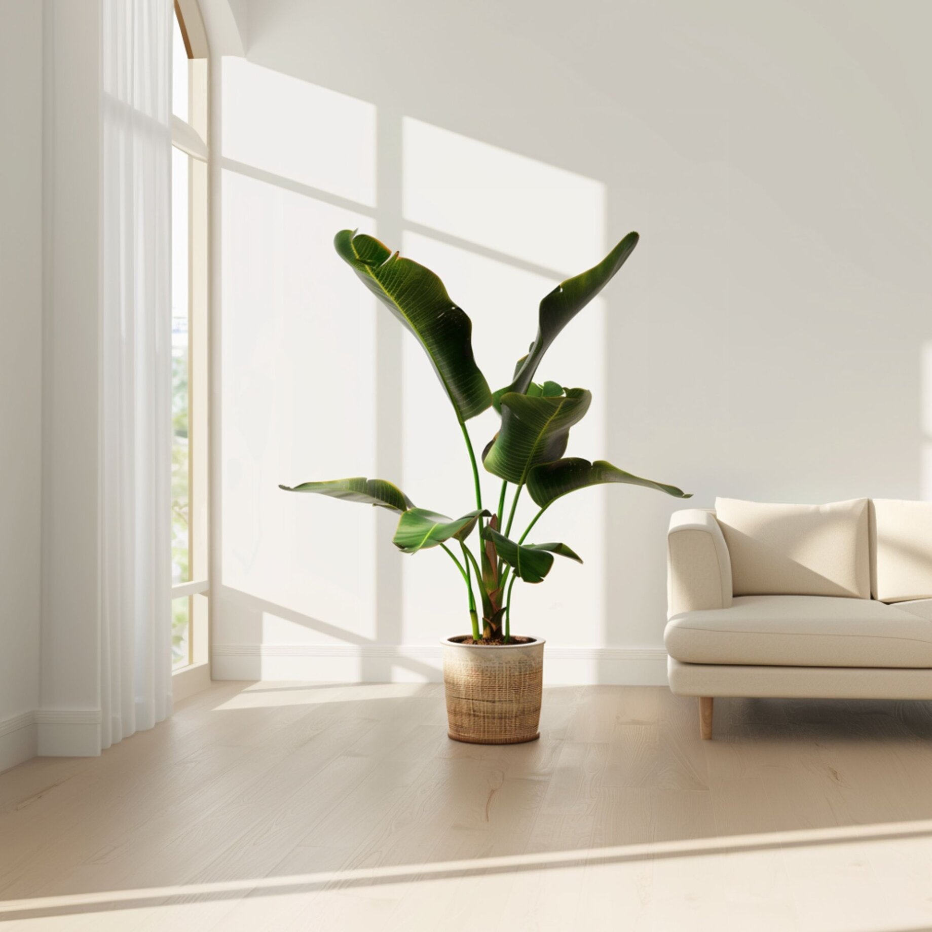 Pflanze, Fenster, Fensterbank