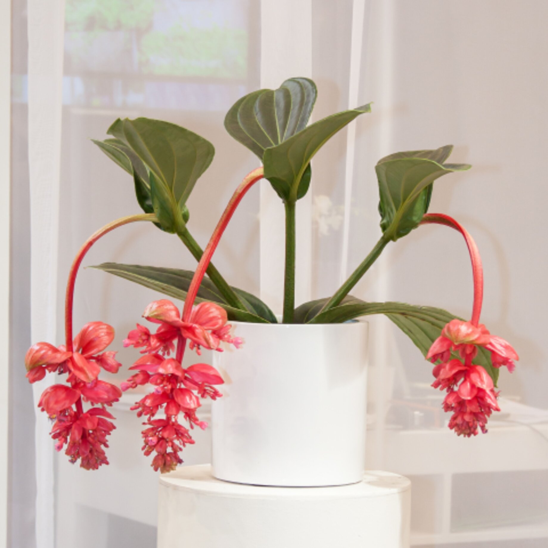 Blume, Blumen-Arrangement, Pflanze, Pflanze im Topf