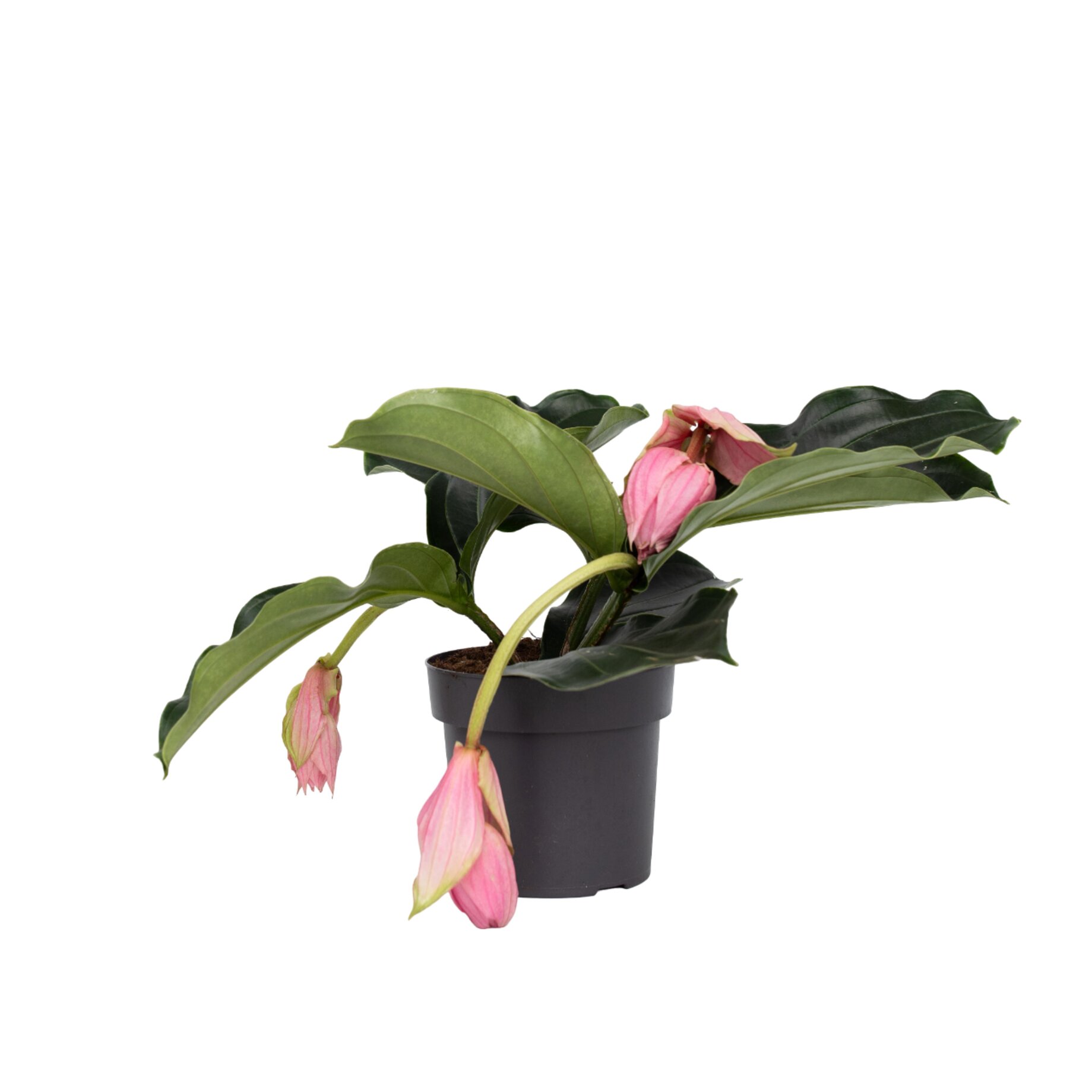 Blume, Pflanze, Blatt, Blumen-Arrangement, Topfpflanze