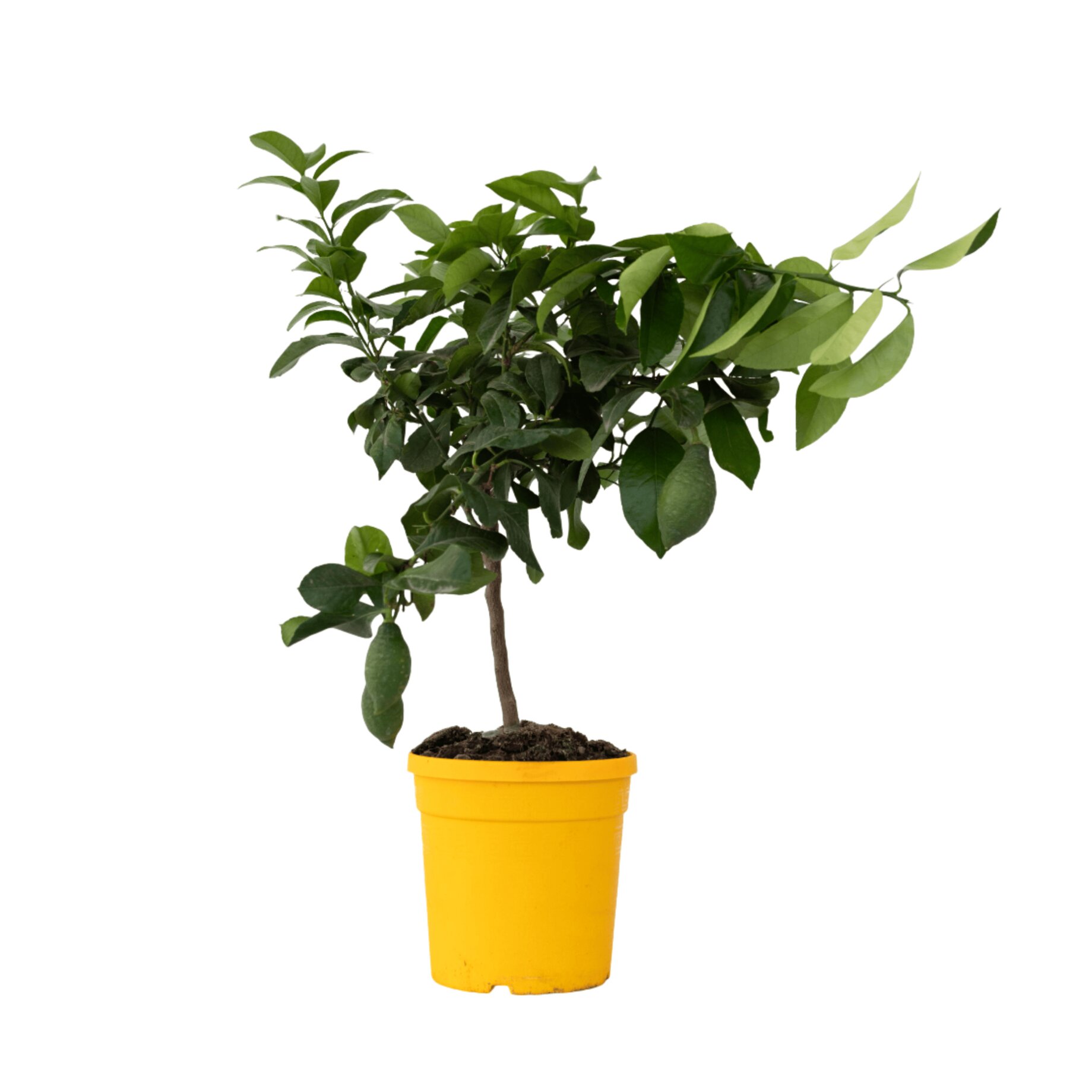 Pflanze, Pflanze im Topf, Blatt, Baum