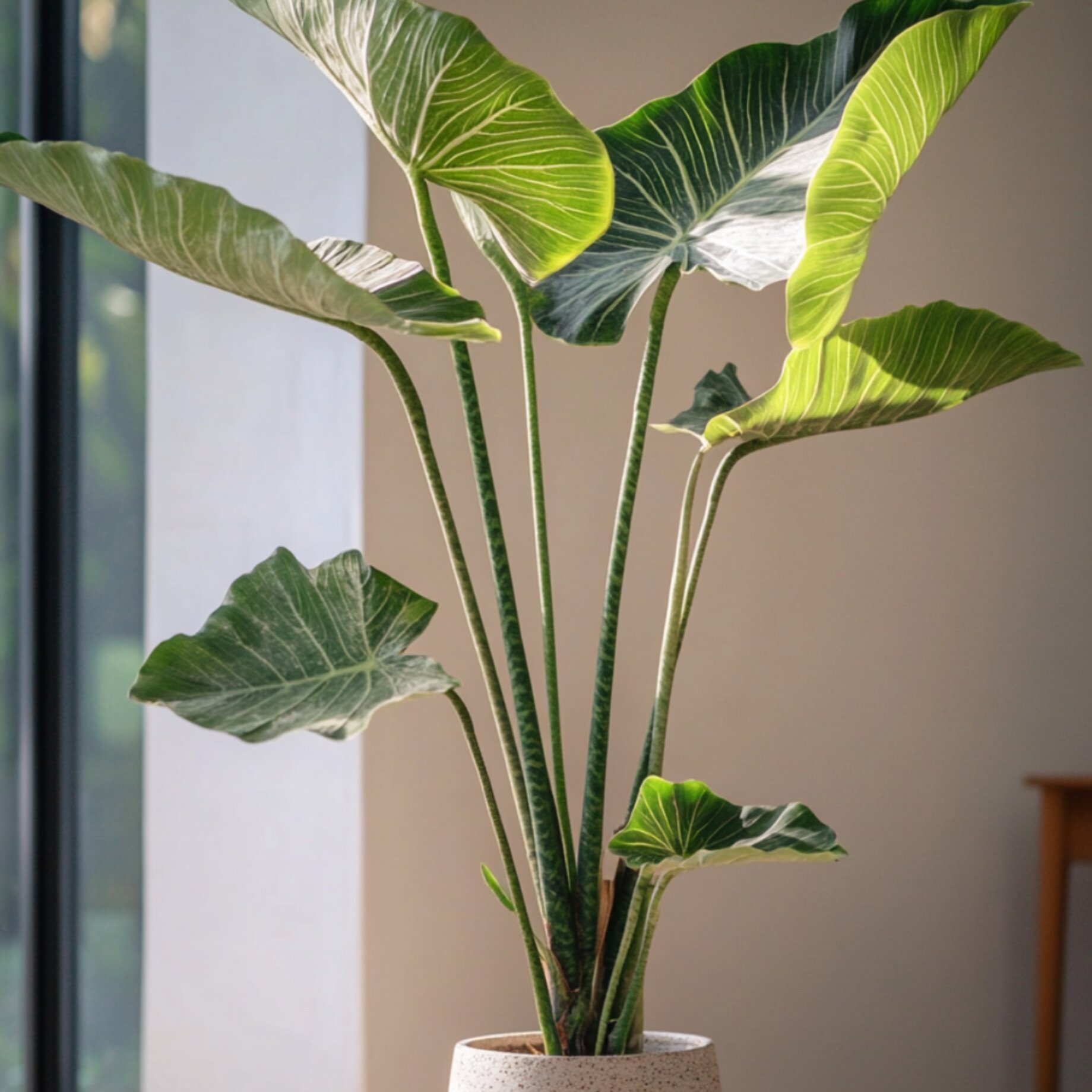 Pflanze, Blatt, Topfpflanze, Blume