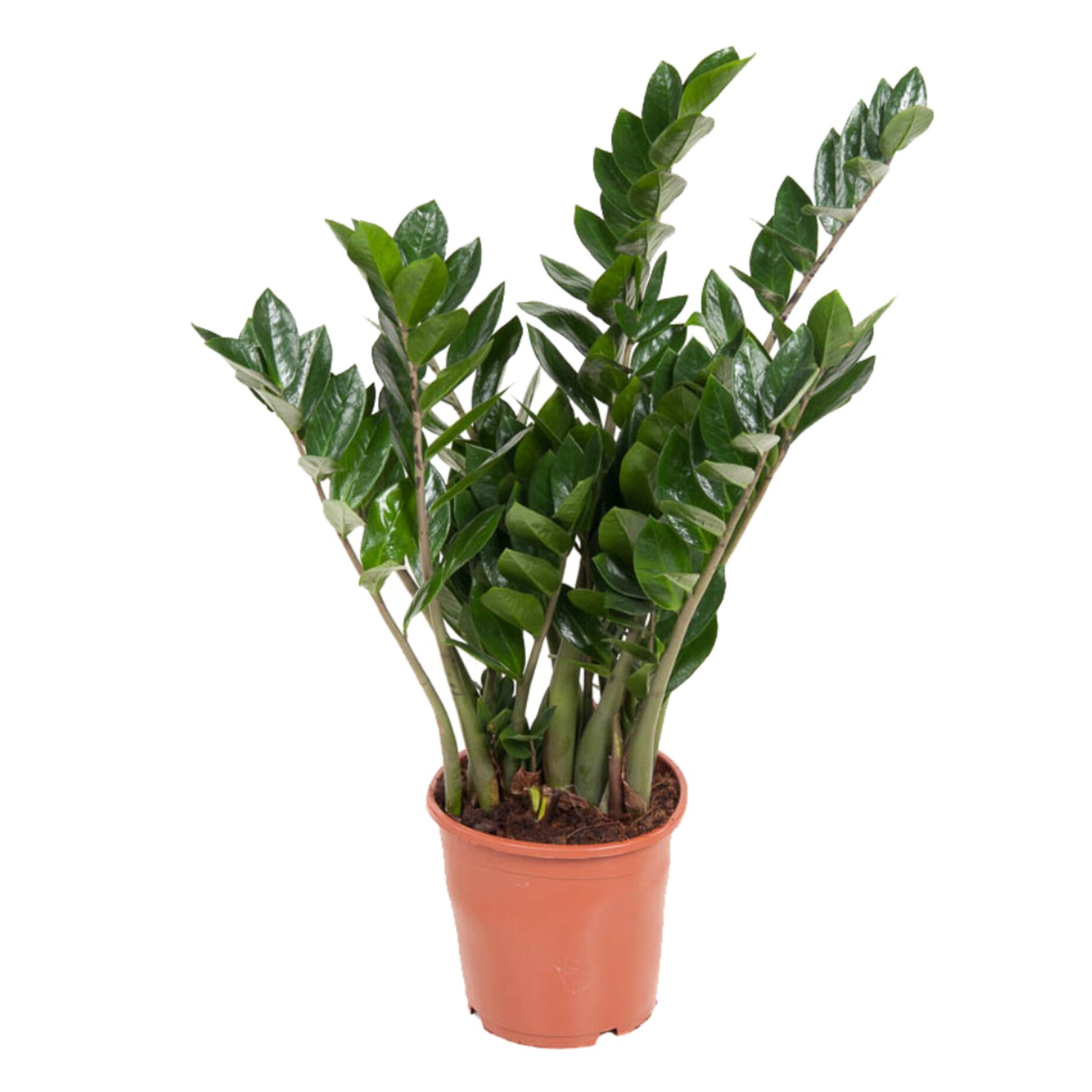 Pflanze, Blatt, Topfpflanze