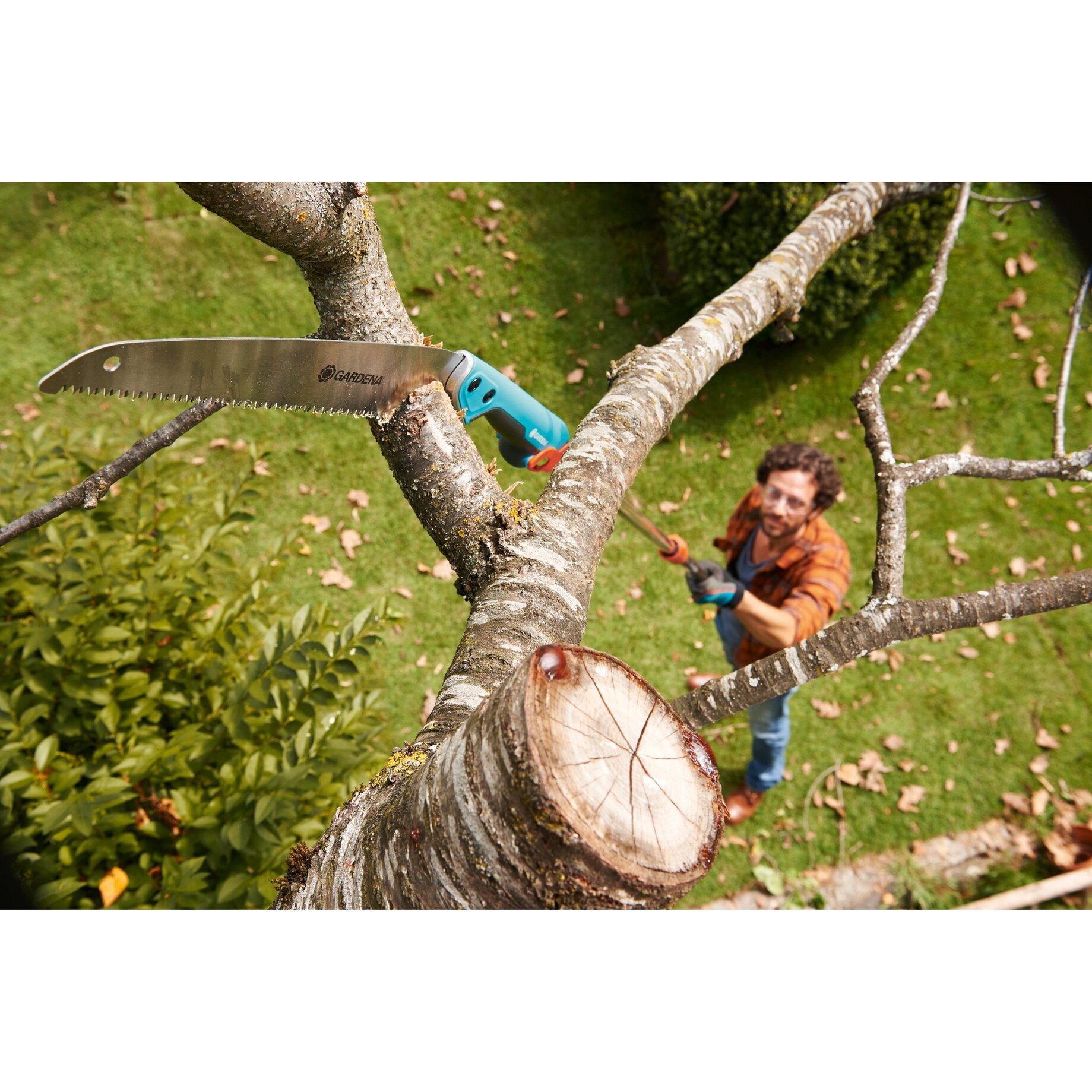 Baum, Junge, Kind, Männlich, Person