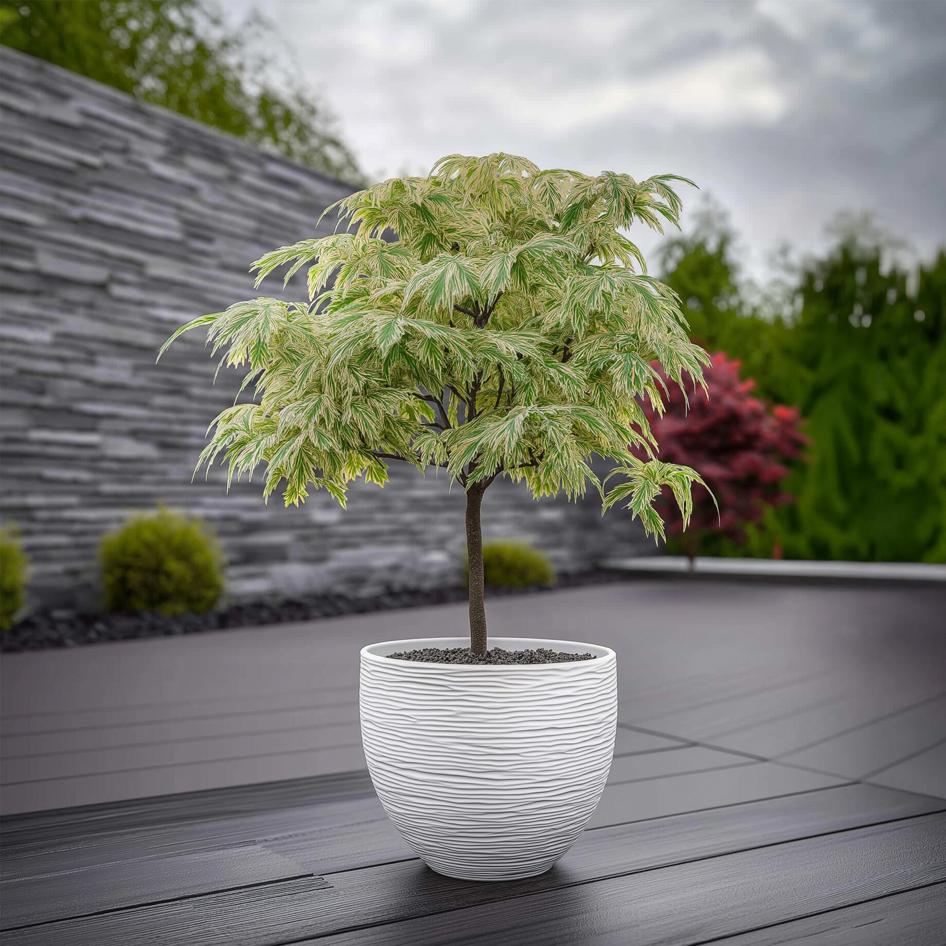 Pflanze, Pflanze im Topf, Baum, Ahorn